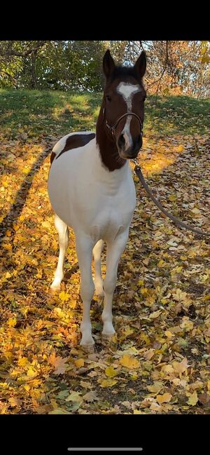 Traum Pony, Annette , Horses For Sale, St.pölten , Image 4