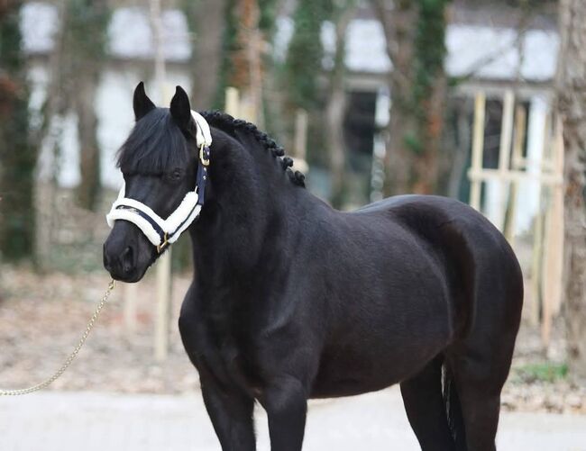 Traum pony, Irma, Horses For Sale, Szarvas , Image 4