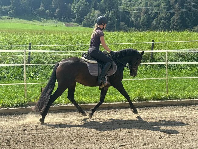 Traumpony sucht Bestplatz, Anna Bischof, Horses For Sale, Sankt Peter am Kammersberg, Image 3