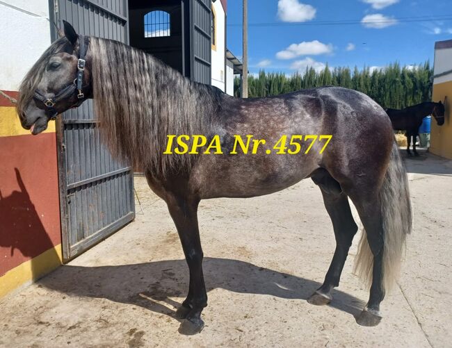 Traum PRE für Familie und Show, ISPA - Iberische Sportpferde Agentur (ISPA - Iberische Sportpferde Agentur), Horses For Sale, Bedburg, Image 3