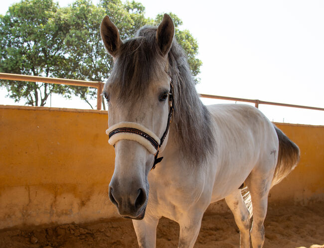 Traum PRE Hengst, Melanie Manzl (Passion Barock), Horses For Sale, 6341, Image 4