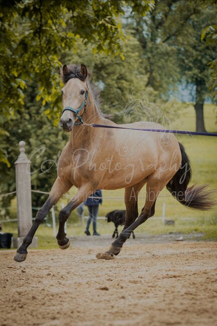 Traum PRE Stute, Silke Heusl , Horses For Sale, Ried im Innkreis 