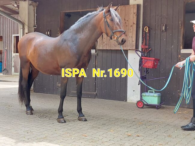 Traum PRE Jungpferd- Wallach, ISPA - Iberische Sportpferde Agentur (ISPA - Iberische Sportpferde Agentur), Horses For Sale, Bedburg, Image 3