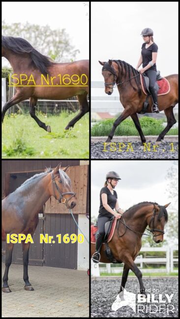 Traum PRE Jungpferd- Wallach, ISPA - Iberische Sportpferde Agentur (ISPA - Iberische Sportpferde Agentur), Horses For Sale, Bedburg, Image 7