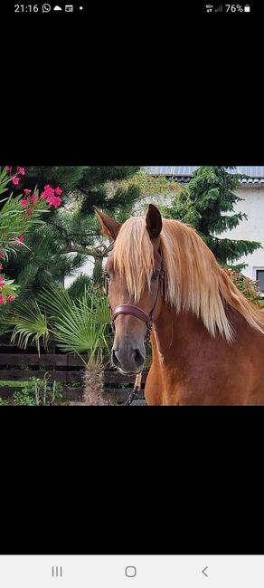 Traum PRE Junghengst in seltener Colorierung, ISPA - Iberische Sportpferde Agentur (ISPA - Iberische Sportpferde Agentur), Horses For Sale, Bedburg