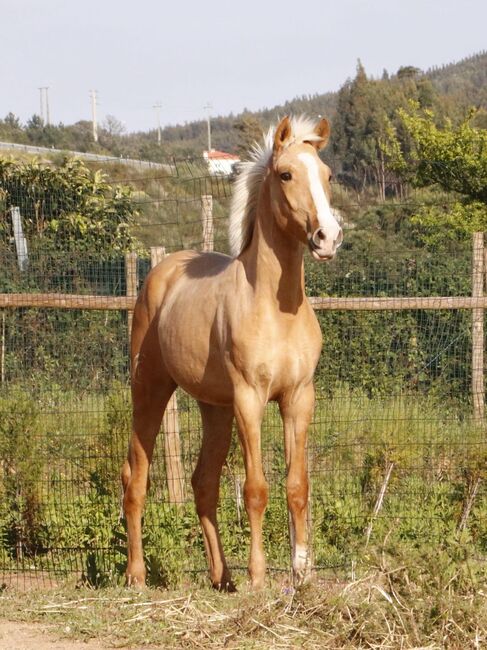 Traum PSL Fohlen in toller Jacke, ISPA - Iberische Sportpferde Agentur (ISPA - Iberische Sportpferde Agentur), Horses For Sale, Bedburg