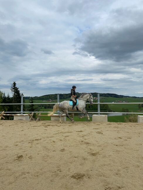 Verkaufe Traum Wallach, Alexandra Eder, Horses For Sale, Hiltenwiesen, Image 3