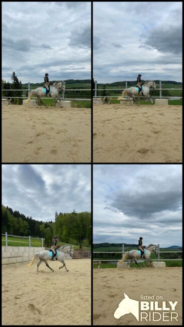 Verkaufe Traum Wallach, Alexandra Eder, Horses For Sale, Hiltenwiesen, Image 5