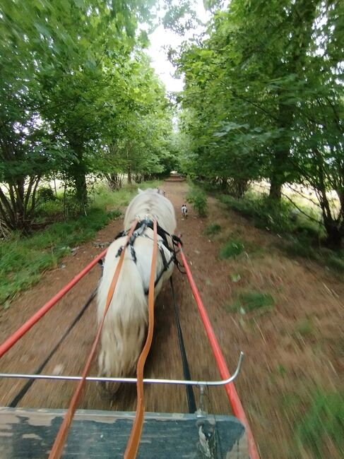 Traum shetty, Wiebke , Horses For Sale, Issum, Image 3