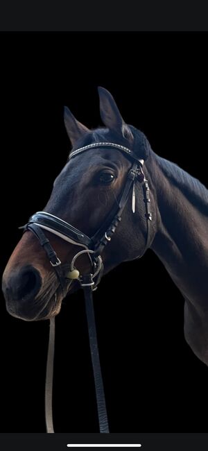 Traumstute / Westfalen Stute / 8 jährig / A* gewonnen, Anna Denter, Horses For Sale, Greven 