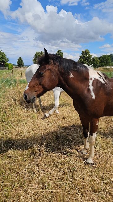 Dreamteam sucht Bestplatz, Steffi, Horses For Sale, Steinthaleben