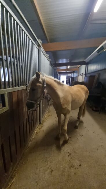 Traum  Tiroler Jährling, Annette, Horses For Sale, Prinzersdorf, Image 5