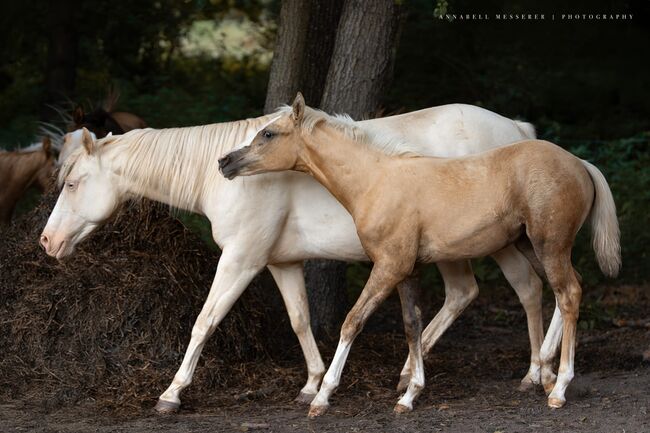 Traumjährling in Palomino - lieb, gelehrig, bereit fürs Abenteuer, Kerstin Rehbehn (Pferdemarketing Ost), Horses For Sale, Nienburg