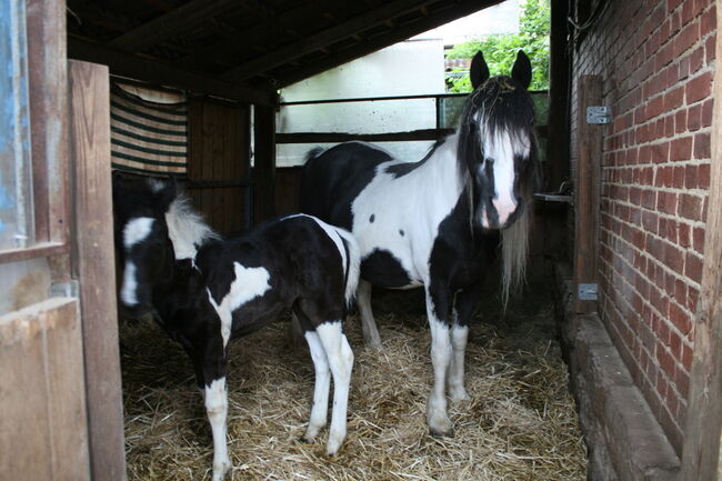 Traumhafte Rappscheckstute tragend, Tina, Horses For Sale, Calden, Image 2