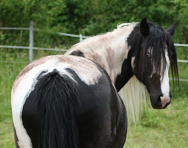 Traumhafte Rappscheckstute tragend, Tina, Horses For Sale, Calden, Image 3