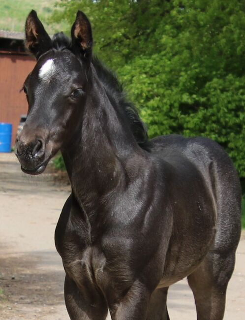 Traumhaftes blue roan Quarter Horse Stutfohlen, Kerstin Rehbehn (Pferdemarketing Ost), Horses For Sale, Nienburg, Image 3