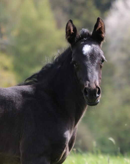 Traumhaftes blue roan Quarter Horse Stutfohlen, Kerstin Rehbehn (Pferdemarketing Ost), Horses For Sale, Nienburg, Image 4