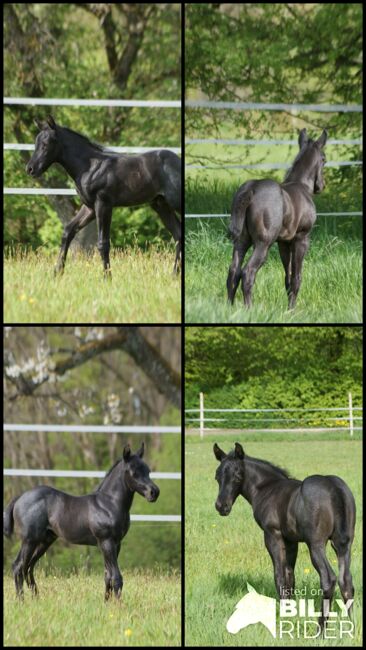 Traumhaftes blue roan Quarter Horse Hengstfohlen, Kerstin Rehbehn (Pferdemarketing Ost), Horses For Sale, Nienburg, Image 7