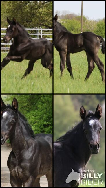 Traumhaftes blue roan Quarter Horse Stutfohlen, Kerstin Rehbehn (Pferdemarketing Ost), Horses For Sale, Nienburg, Image 8