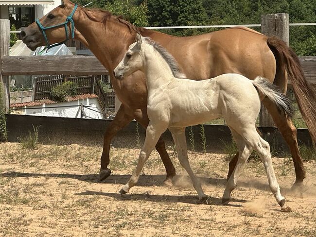 Traumhaftes Buckskin Paint Horse Fohlen - sportlich & liebenswert!, Kerstin Rehbehn (Pferdemarketing Ost), Horses For Sale, Nienburg, Image 16