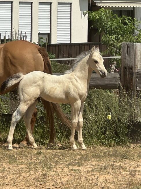 Traumhaftes Buckskin Paint Horse Fohlen - sportlich & liebenswert!, Kerstin Rehbehn (Pferdemarketing Ost), Horses For Sale, Nienburg, Image 7