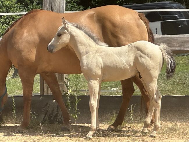 Traumhaftes Buckskin Paint Horse Fohlen - sportlich & liebenswert!, Kerstin Rehbehn (Pferdemarketing Ost), Horses For Sale, Nienburg, Image 6