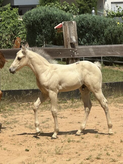 Traumhaftes Buckskin Paint Horse Fohlen - sportlich & liebenswert!, Kerstin Rehbehn (Pferdemarketing Ost), Horses For Sale, Nienburg, Image 14