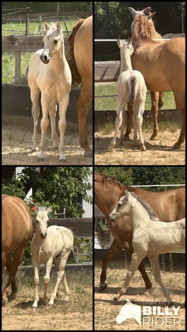 Traumhaftes Buckskin Paint Horse Fohlen - sportlich & liebenswert!, Kerstin Rehbehn (Pferdemarketing Ost), Horses For Sale, Nienburg, Image 17