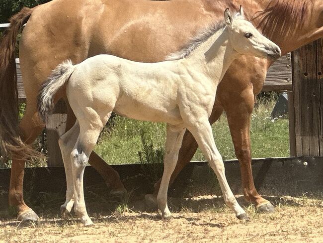 Traumhaftes Buckskin Paint Horse Fohlen - sportlich & liebenswert!, Kerstin Rehbehn (Pferdemarketing Ost), Horses For Sale, Nienburg, Image 11