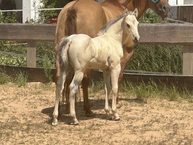 Traumhaftes Buckskin Paint Horse Fohlen - sportlich & liebenswert!, Kerstin Rehbehn (Pferdemarketing Ost), Horses For Sale, Nienburg, Image 2