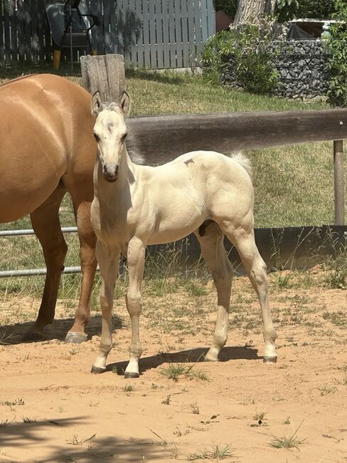 Traumhaftes Buckskin Paint Horse Fohlen - sportlich & liebenswert!, Kerstin Rehbehn (Pferdemarketing Ost), Horses For Sale, Nienburg, Image 15