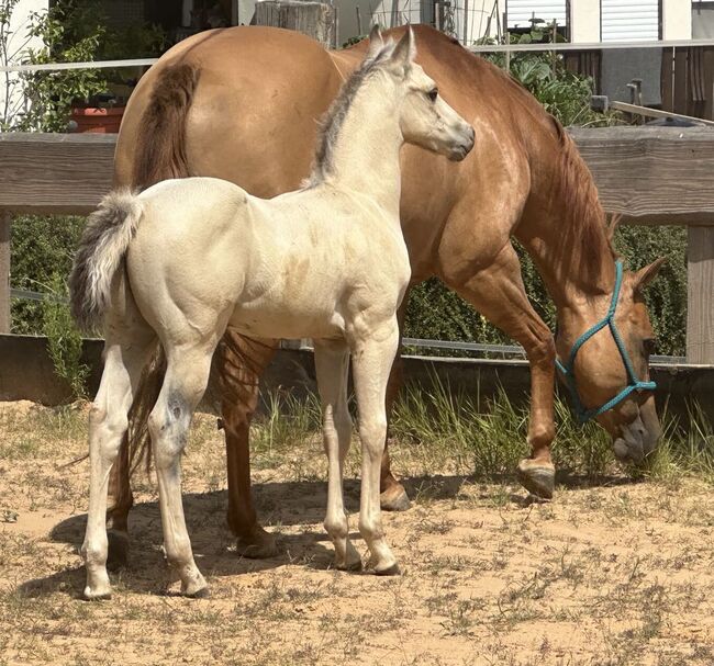 Traumhaftes Buckskin Paint Horse Fohlen - sportlich & liebenswert!, Kerstin Rehbehn (Pferdemarketing Ost), Horses For Sale, Nienburg, Image 3