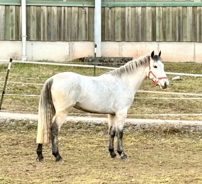 Traumhafte Connemarastute 4 Jahre, 1,48 m, lieb & easy zu reiten, Carolin, Horses For Sale, Hohenroth , Image 5