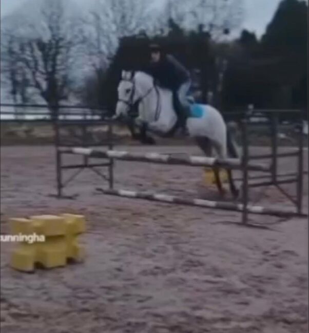 Traumhafte Connemarastute 4 Jahre, 1,48 m, lieb & easy zu reiten, Carolin, Horses For Sale, Hohenroth , Image 3