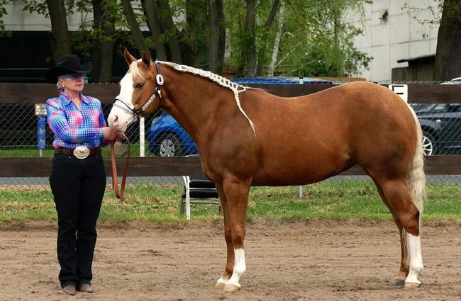 Traumhafte, erfolgreich geshowte Quarter Horse Stute, Kerstin Rehbehn (Pferdemarketing Ost), Horses For Sale, Nienburg, Image 5