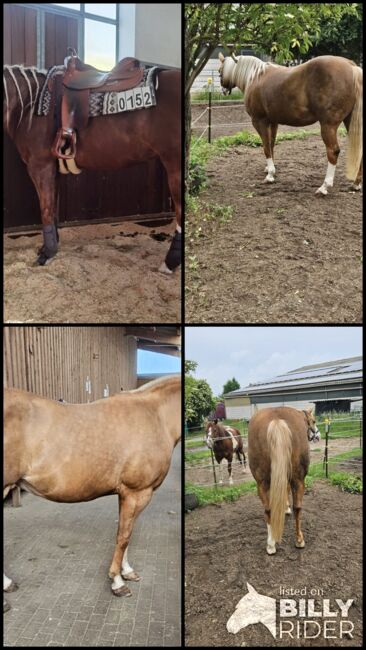 Traumhafte, erfolgreich geshowte Quarter Horse Stute, Kerstin Rehbehn (Pferdemarketing Ost), Horses For Sale, Nienburg, Image 10