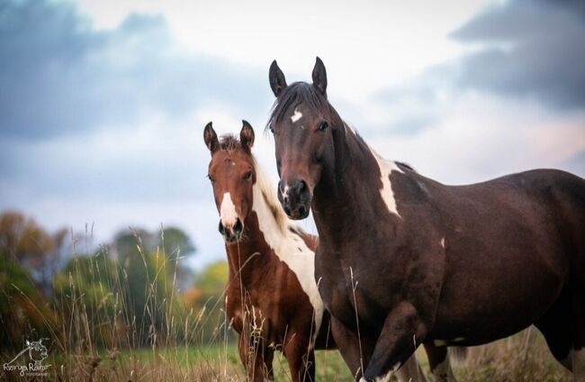 Traumhaftes Paint Horse Stute Fohlen APHA, Rainer, Konie na sprzedaż, Wernigerode, Image 4