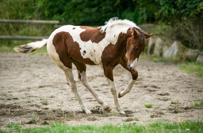 Traumhaftes Paint Horse Stute Fohlen APHA, Rainer, Konie na sprzedaż, Wernigerode, Image 6