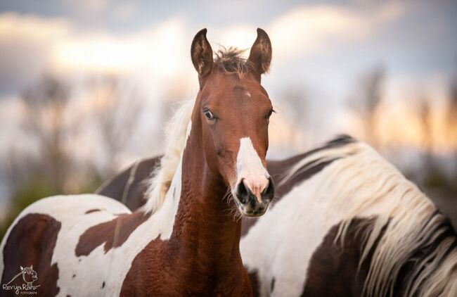 Traumhaftes Paint Horse Stute Fohlen APHA, Rainer, Konie na sprzedaż, Wernigerode, Image 5