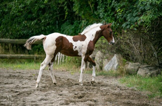 Traumhaftes Paint Horse Stute Fohlen APHA, Rainer, Konie na sprzedaż, Wernigerode, Image 7