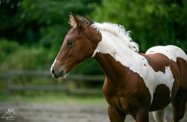 Traumhaftes Paint Horse Stute Fohlen APHA, Rainer, Konie na sprzedaż, Wernigerode, Image 8