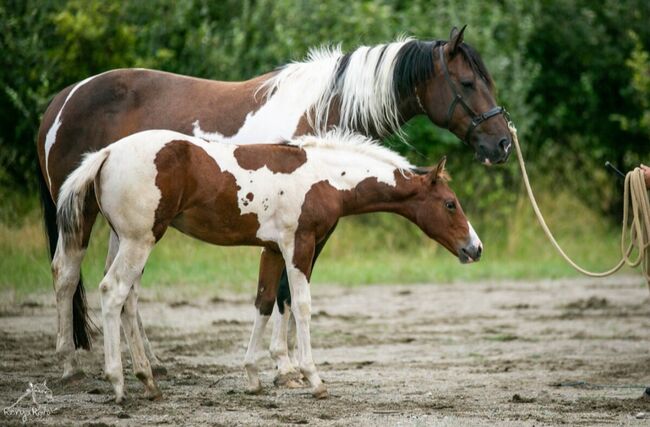 Traumhaftes Paint Horse Stute Fohlen APHA, Rainer, Konie na sprzedaż, Wernigerode, Image 10