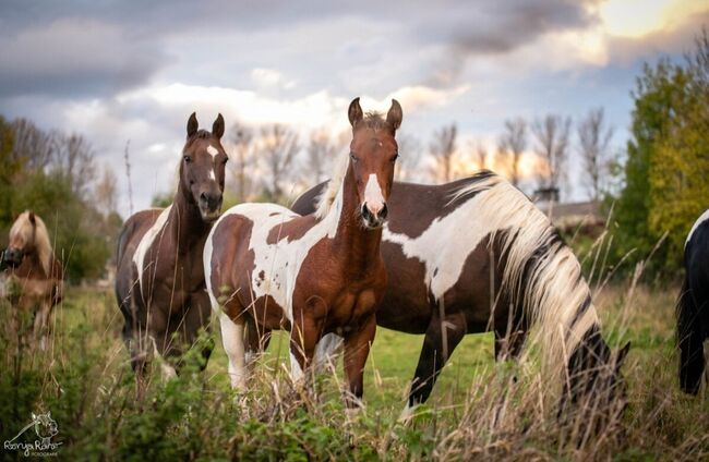 Traumhaftes Paint Horse Stute Fohlen APHA, Rainer, Konie na sprzedaż, Wernigerode, Image 3