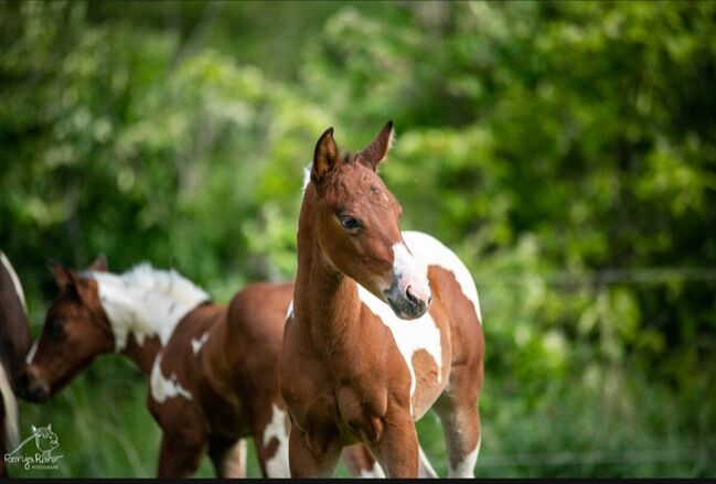 Traumhaftes Paint Horse Stute Fohlen APHA, Rainer, Konie na sprzedaż, Wernigerode, Image 5