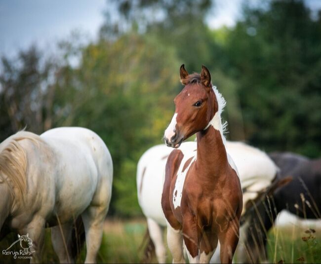 Traumhaftes Paint Horse Stute Fohlen APHA, Rainer, Konie na sprzedaż, Wernigerode, Image 12