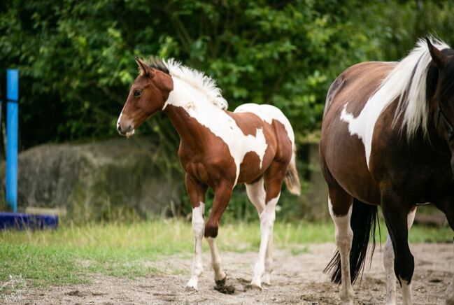 Traumhaftes Paint Horse Stute Fohlen APHA, Rainer, Konie na sprzedaż, Wernigerode, Image 13