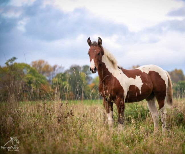 Traumhaftes Paint Horse Stute Fohlen APHA, Rainer, Konie na sprzedaż, Wernigerode, Image 2