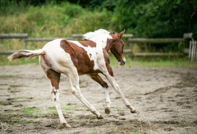 Traumhaftes Paint Horse Stute Fohlen APHA, Rainer, Konie na sprzedaż, Wernigerode, Image 15