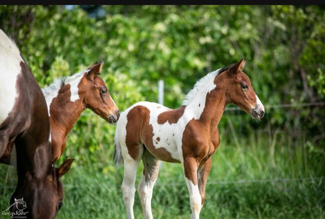 Traumhaftes Paint Horse Stute Fohlen APHA, Rainer, Horses For Sale, Wernigerode, Image 4