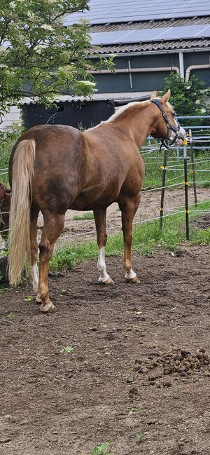 Traumhafte, erfolgreich geshowte Quarter Horse Stute, Kerstin Rehbehn (Pferdemarketing Ost), Horses For Sale, Nienburg, Image 4